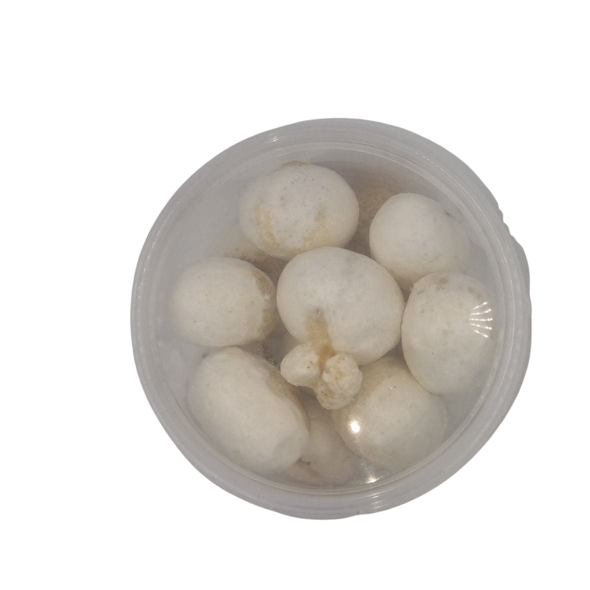 Freeze Dried - Bollen Salmiak